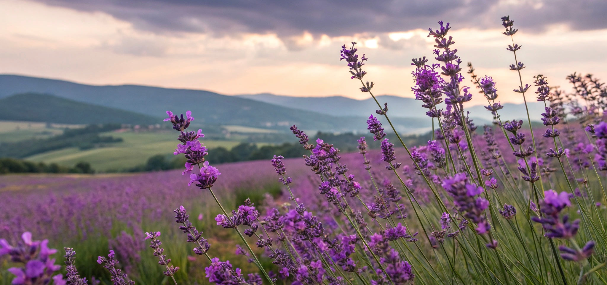 LAVENDER ESSENTIAL OIL