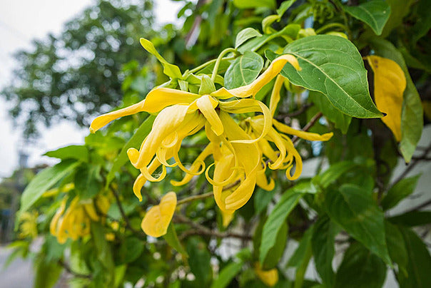 YLANG YLANG ESSENTIAL OIL FOR FATIGUE & BALANCE